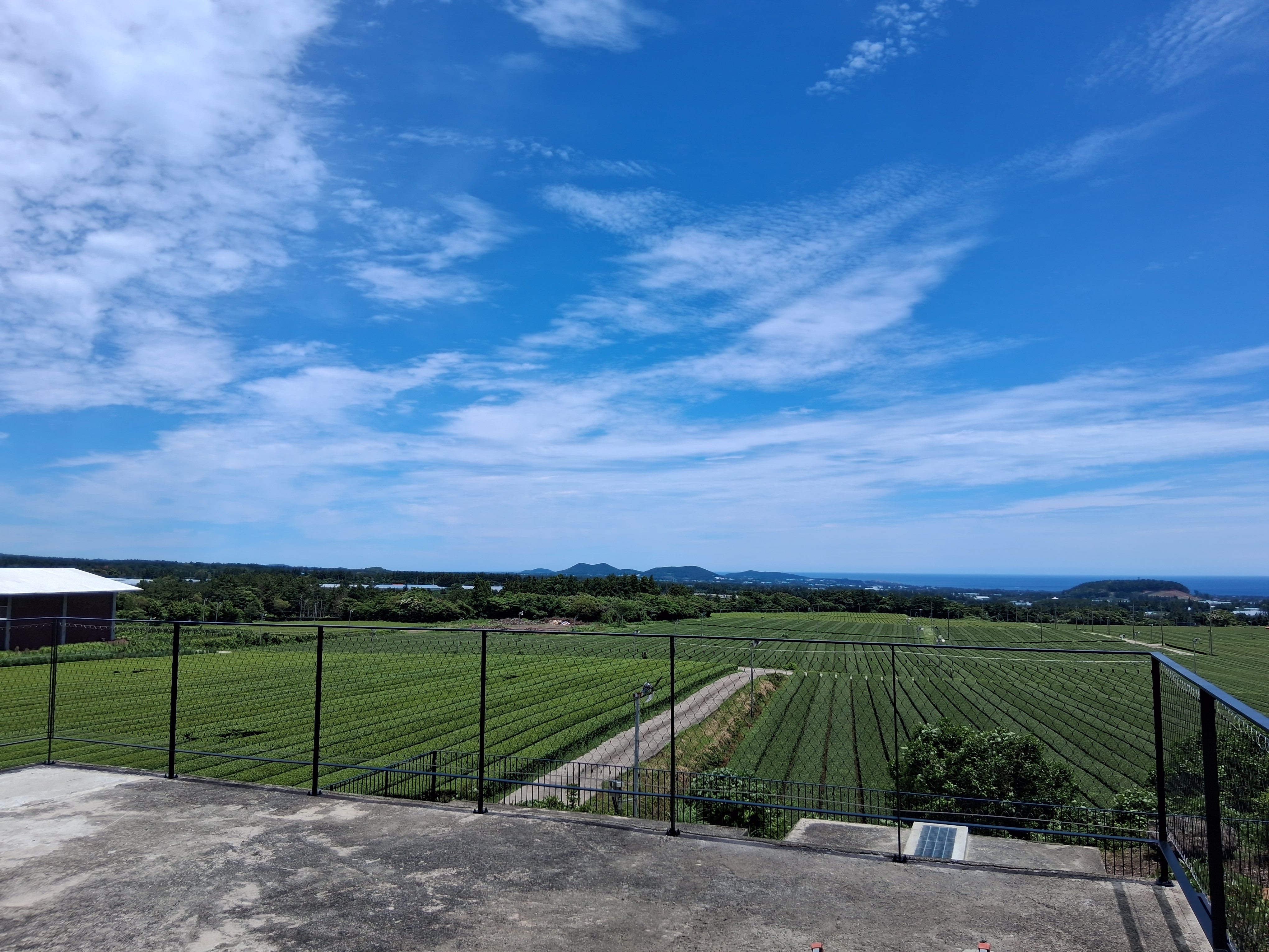 제주도 오설록